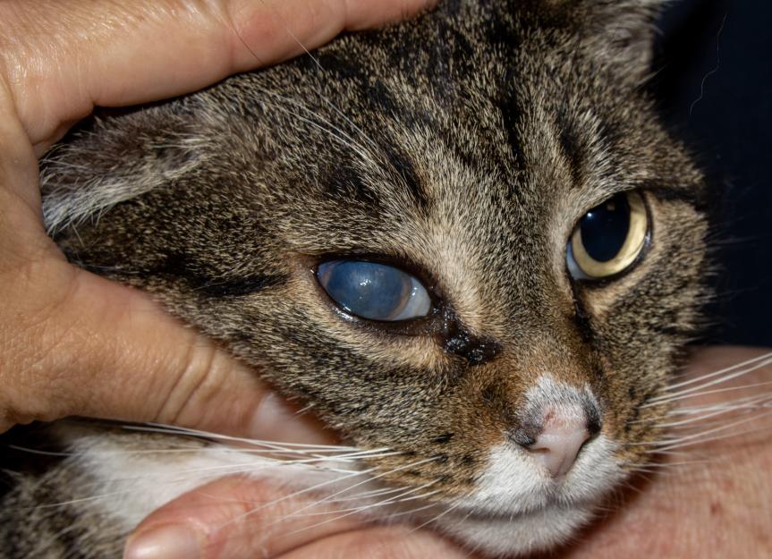 Feline glaucoma clearance treatment